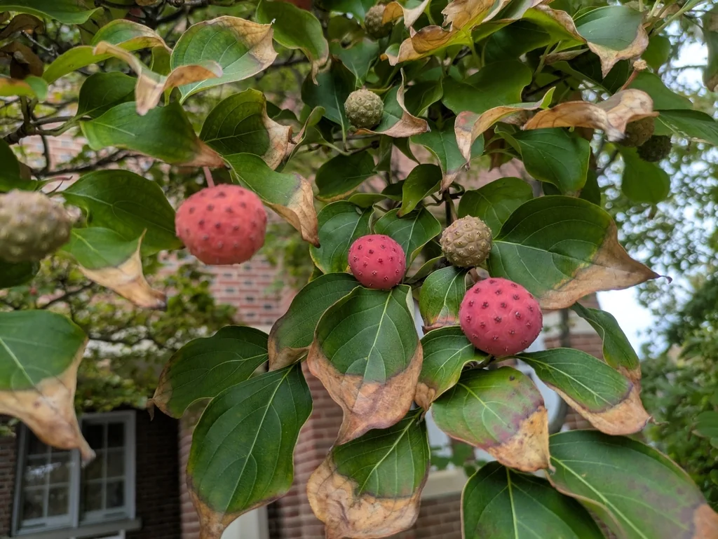 Cornus Kousa