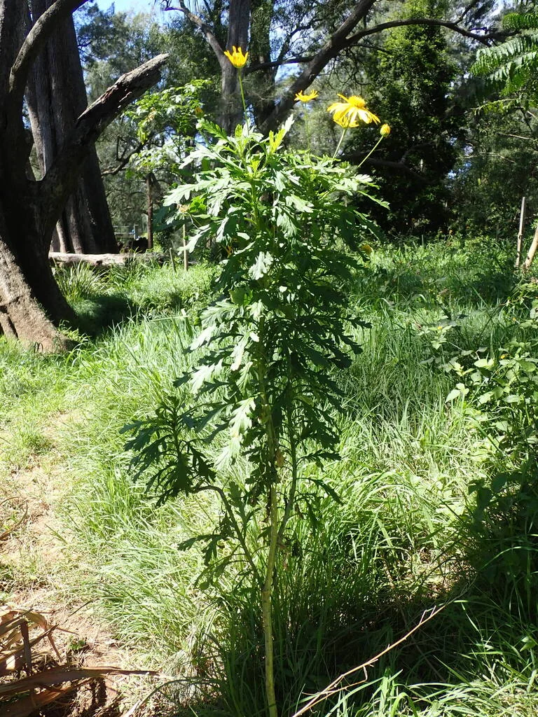 Euryops Chrysanthemoides