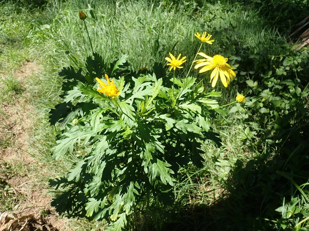 Euryops Chrysanthemoides