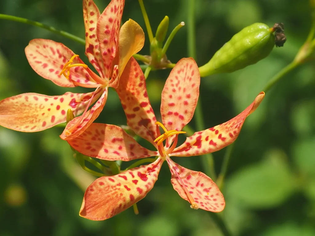 Iris Domestica
