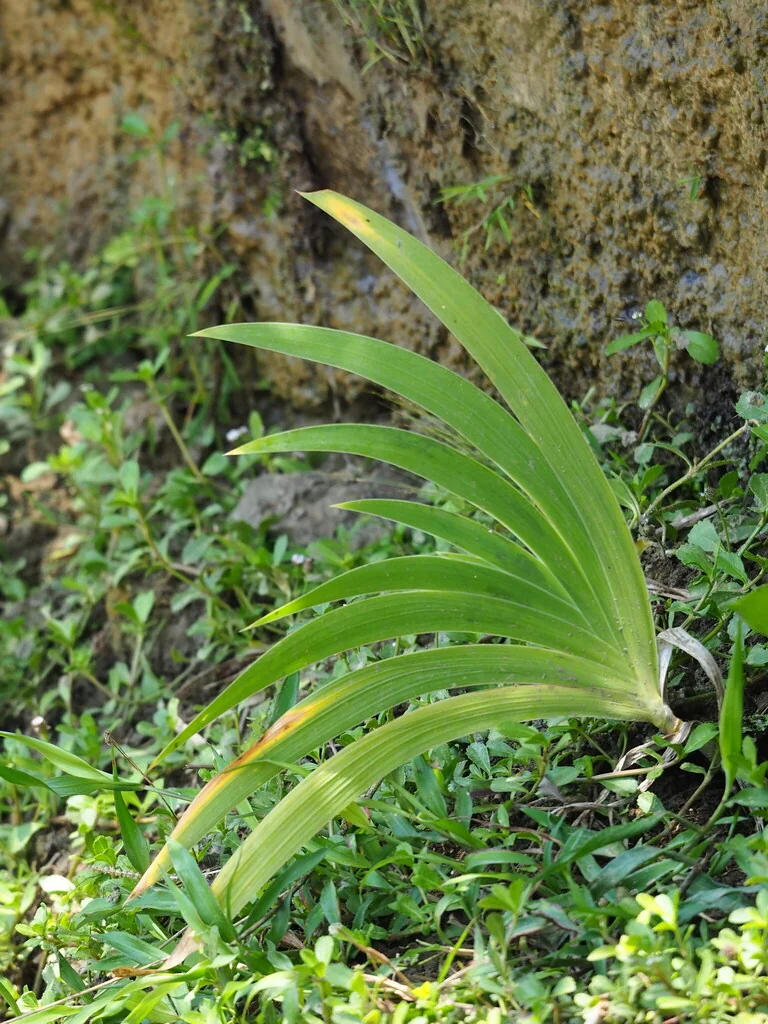 Iris Domestica