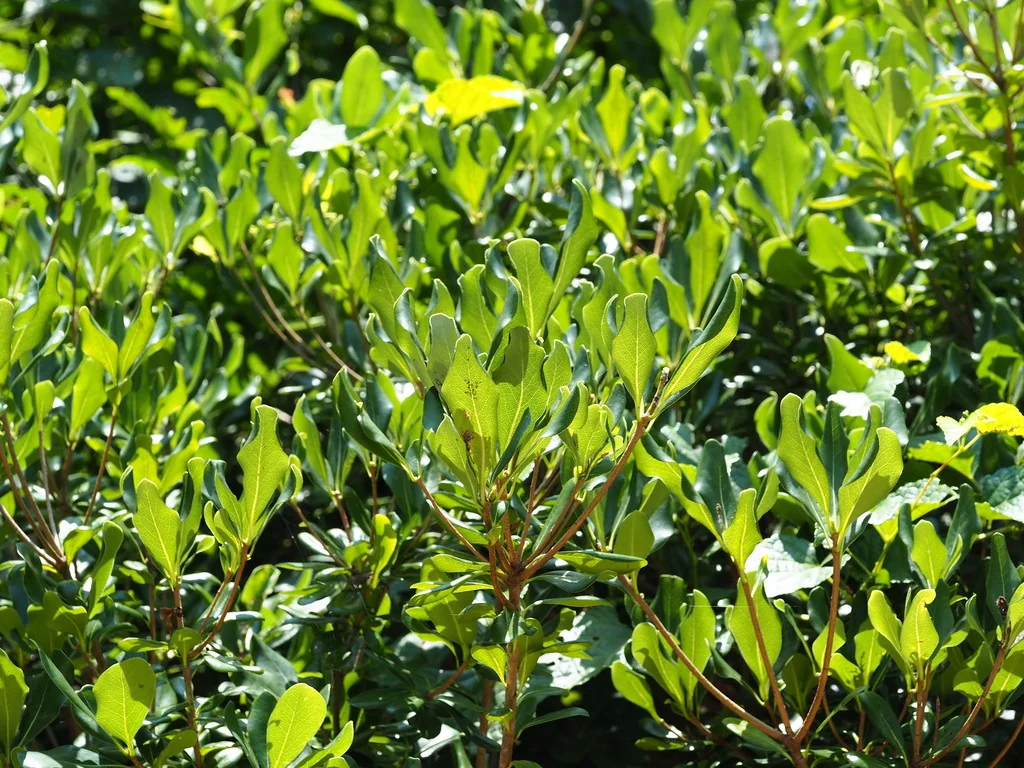 Pittosporum Tobira