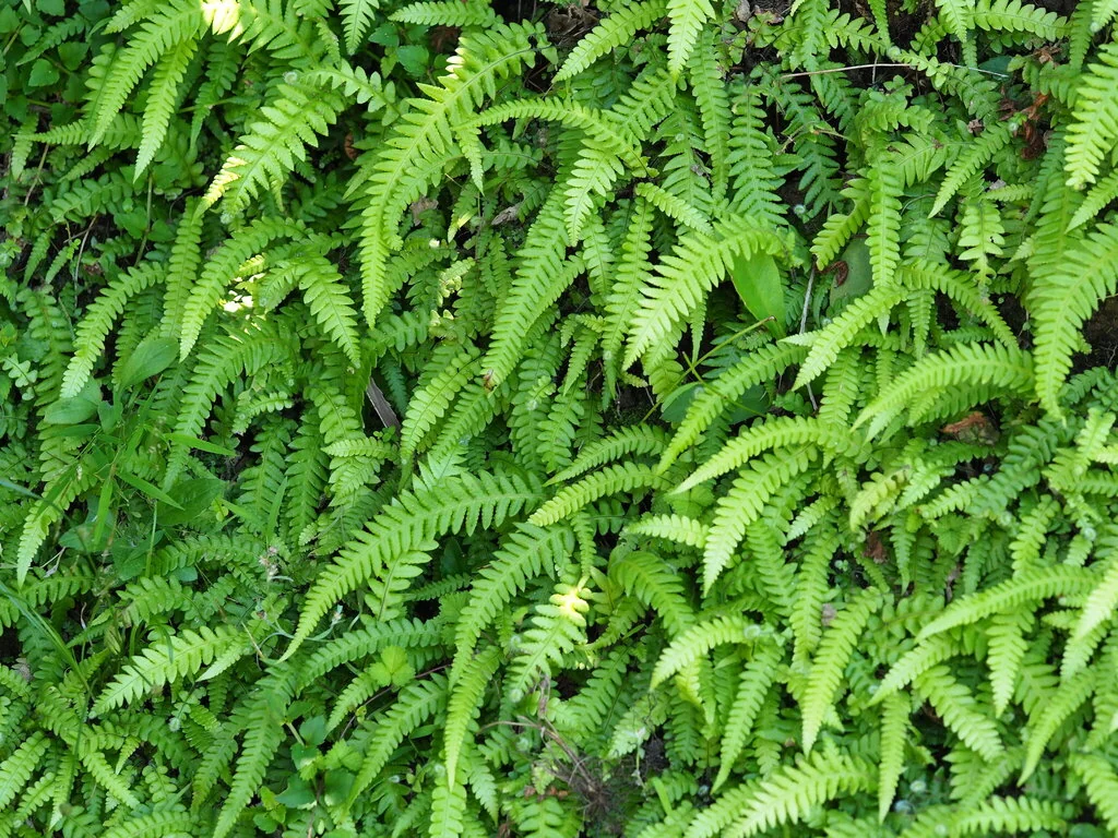 Thelypteris Decursive-Pinnata