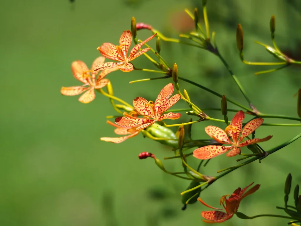 Iris Domestica