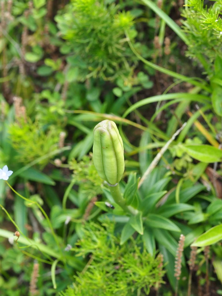 Lilium Longiflorum