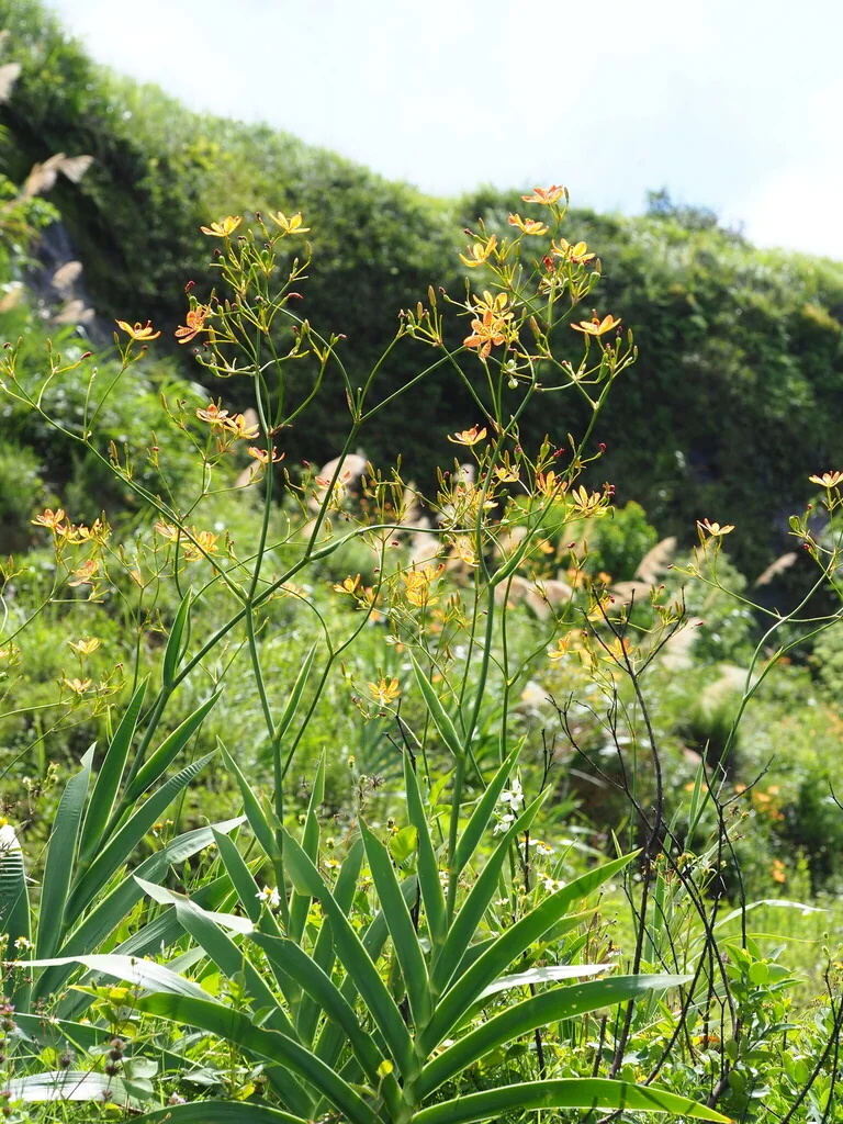 Iris Domestica