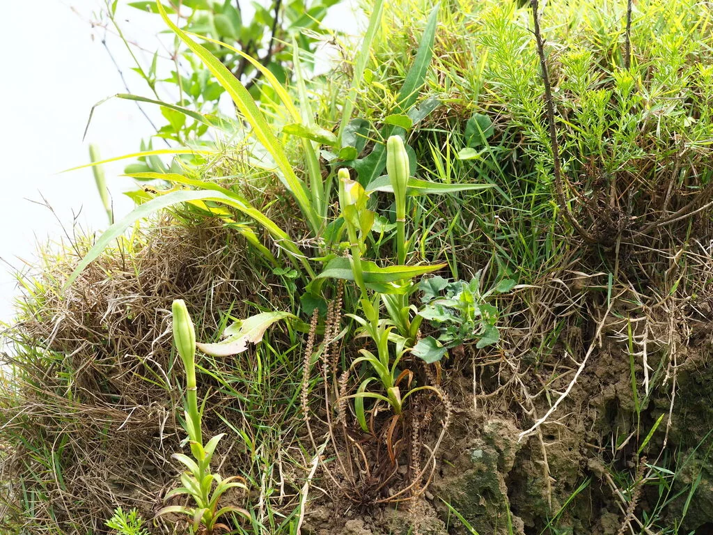 Lilium Longiflorum