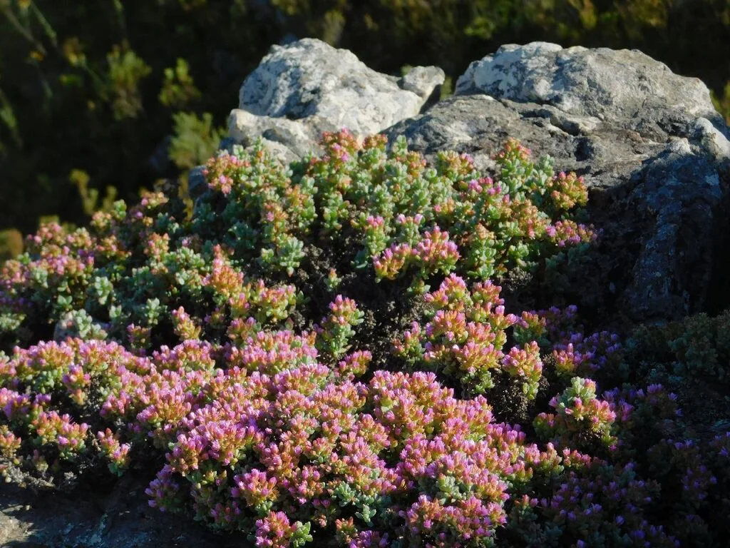 Oscularia Deltoides