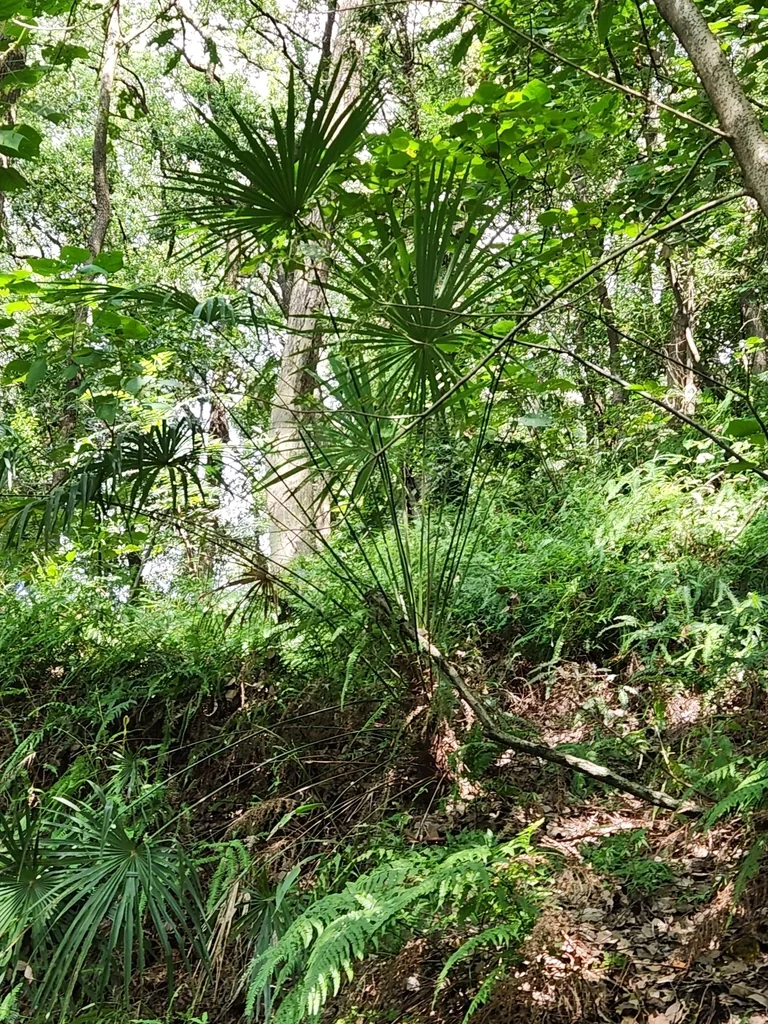 Trachycarpus Wagnerianus