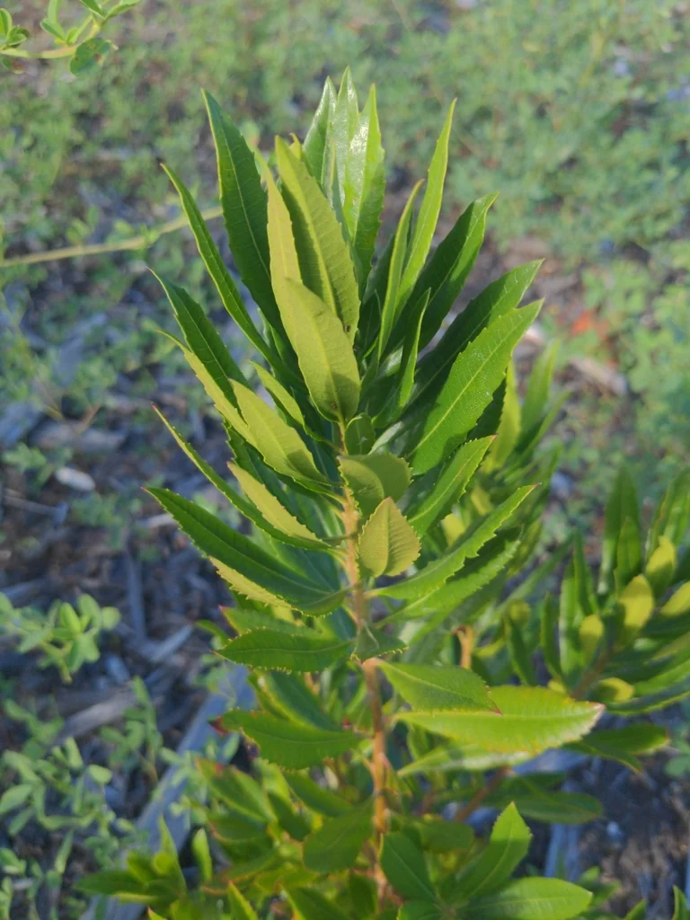 Myrica Californica