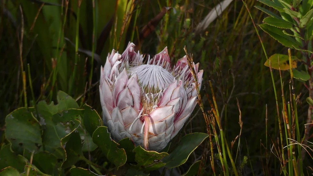 Protea Cynaroides