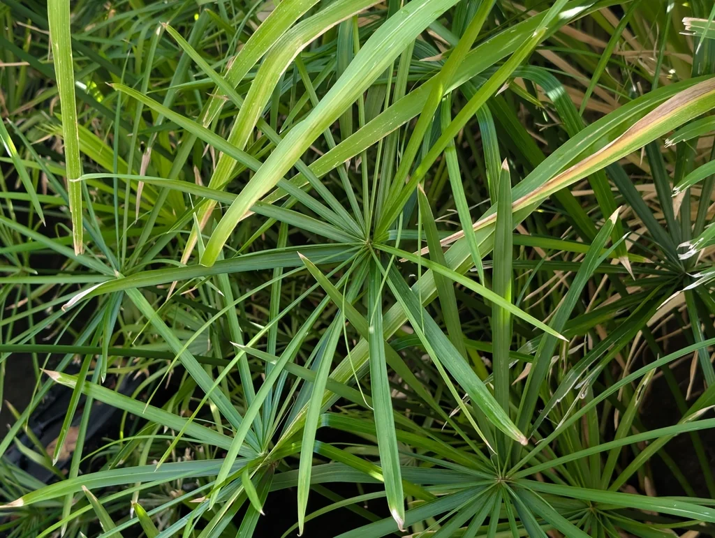 Cyperus Alternifolius