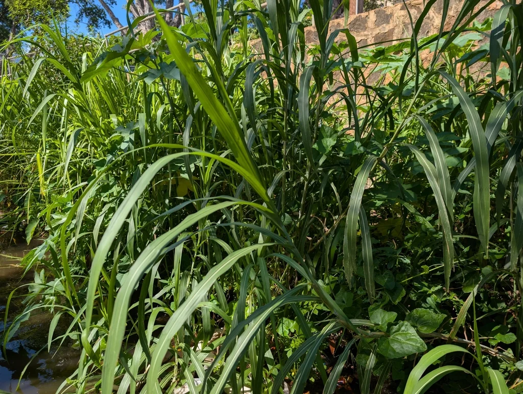 Pennisetum Purpureum