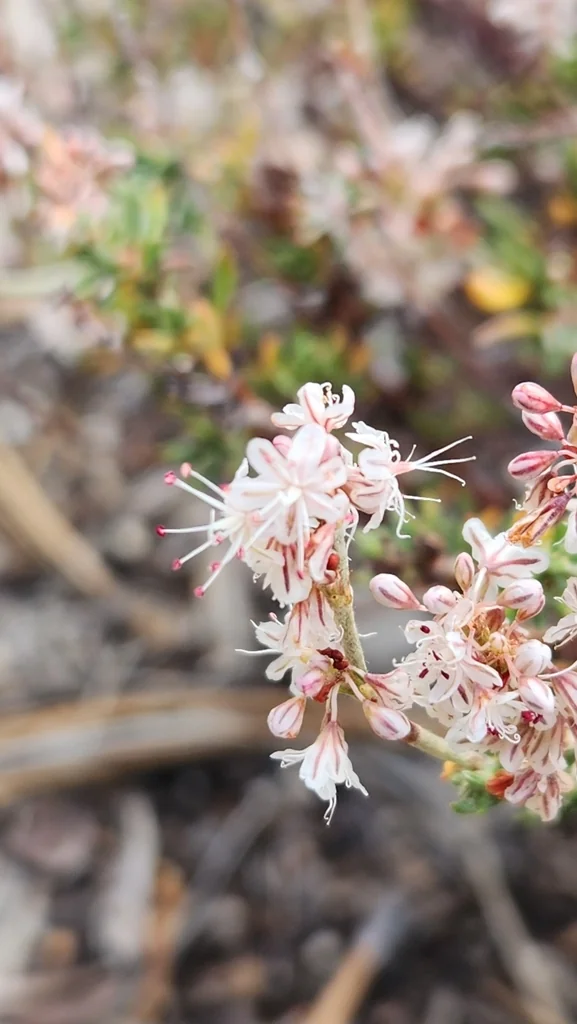 Eriogonum Wrightii
