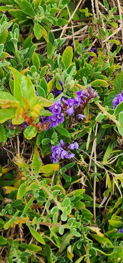 Hardenbergia Comptoniana