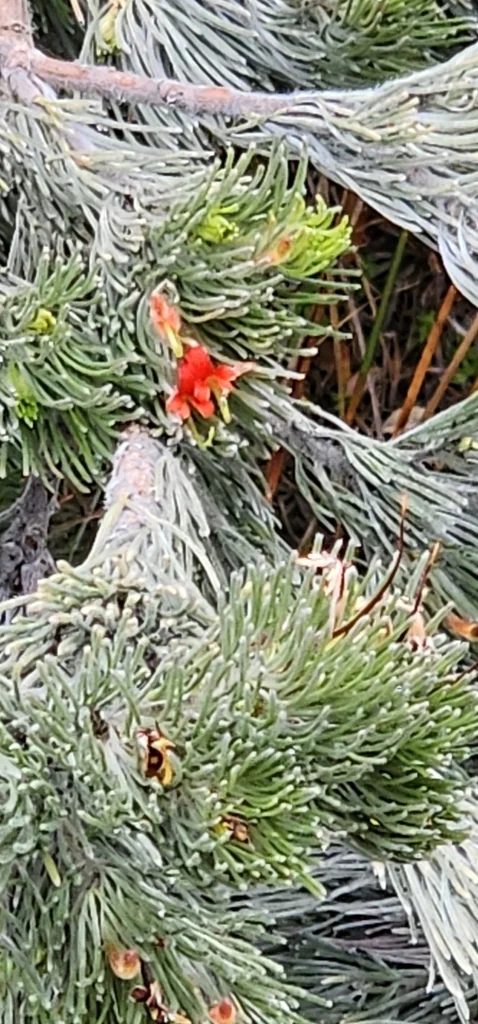 Adenanthos Sericeus