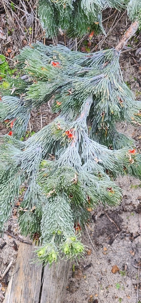 Adenanthos Sericeus