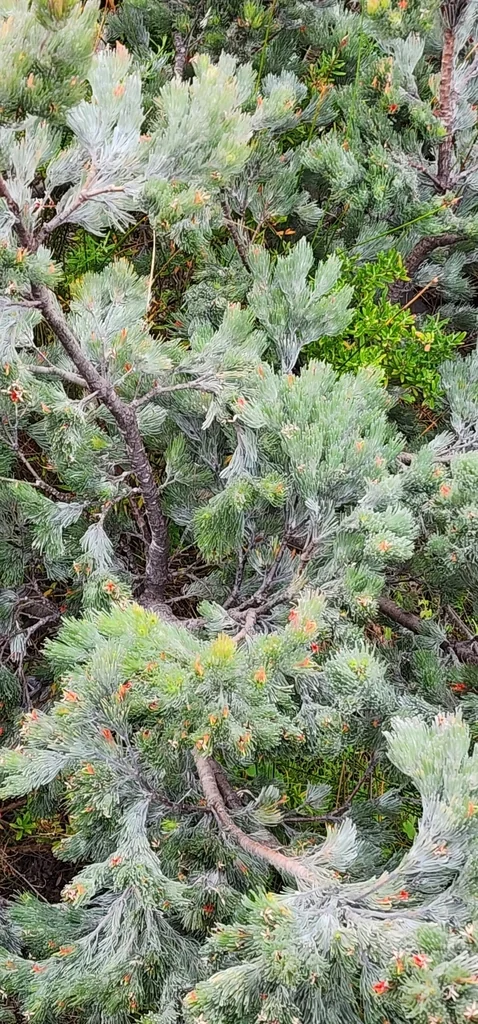 Adenanthos Sericeus