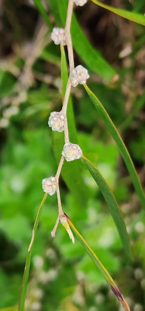 Agonis Flexuosa