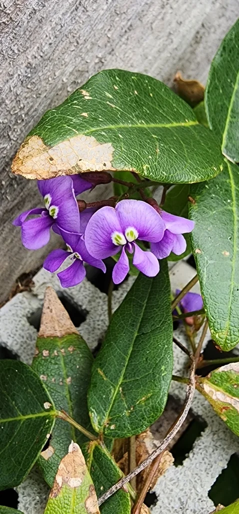 Hardenbergia Comptoniana