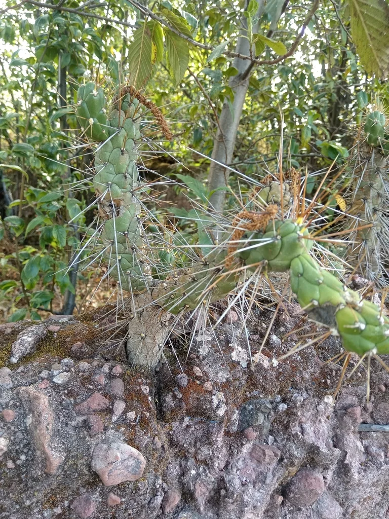 Opuntia Subulata