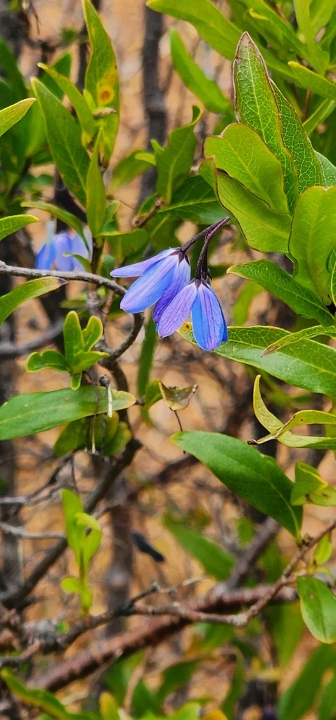 Sollya Heterophylla