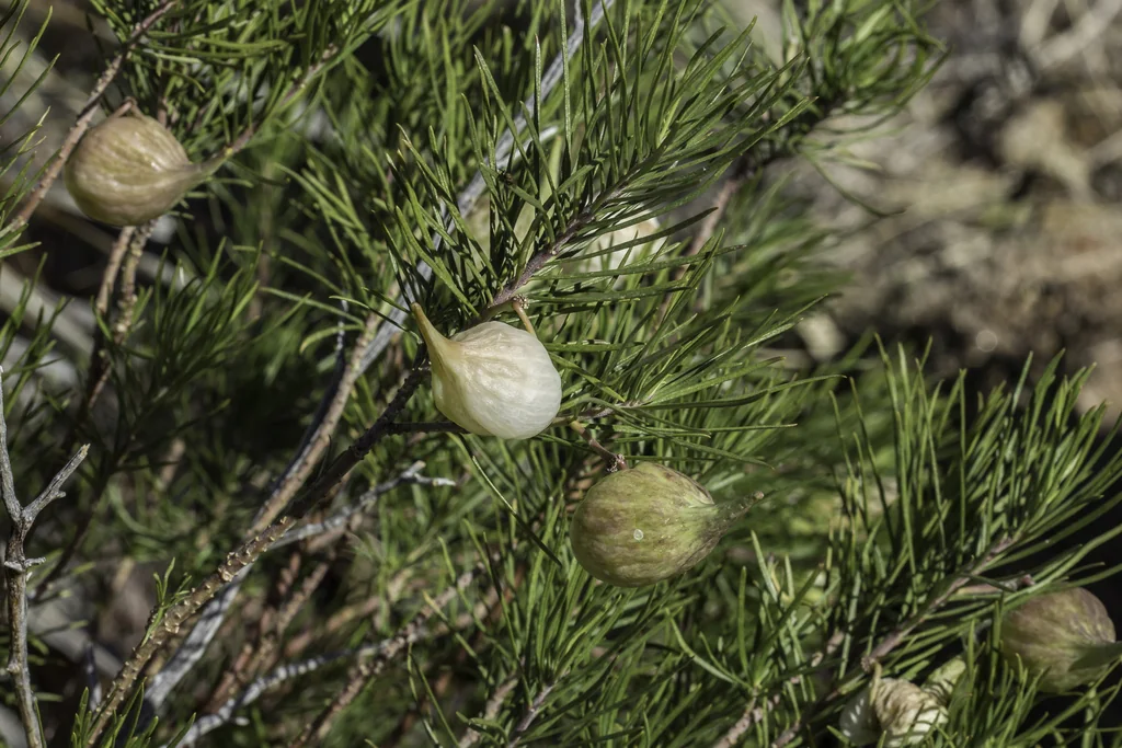 Asclepias Linaria