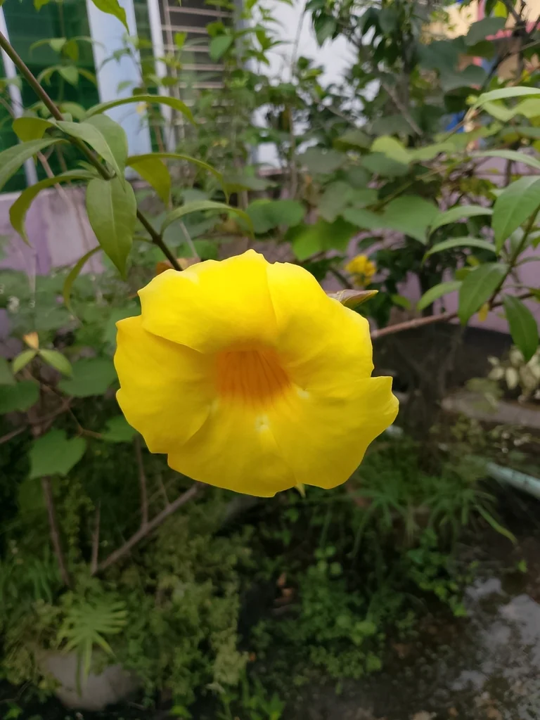 Allamanda Cathartica