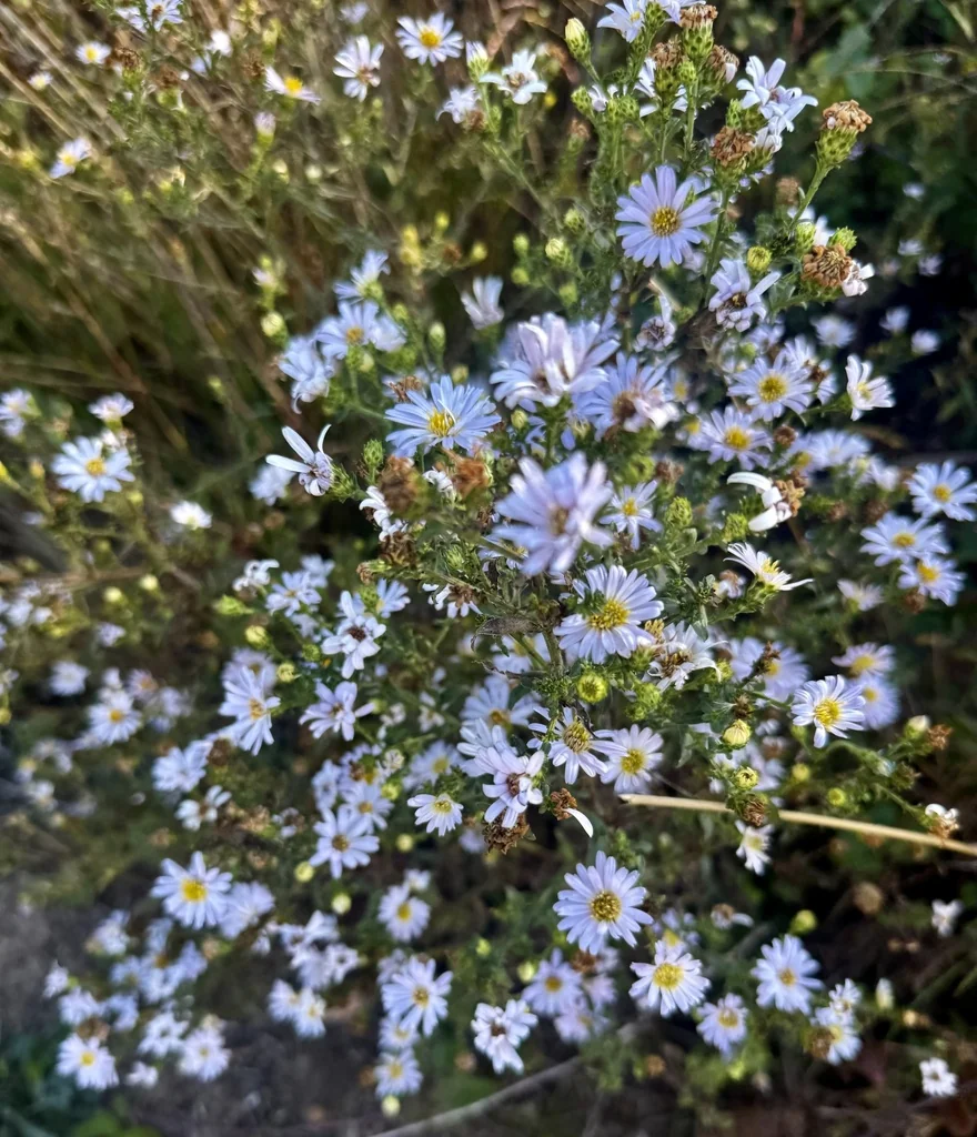 Symphyotrichum Chilense
