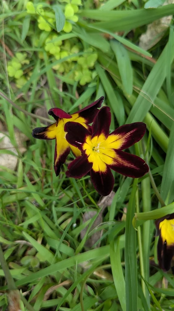 Sparaxis Tricolor