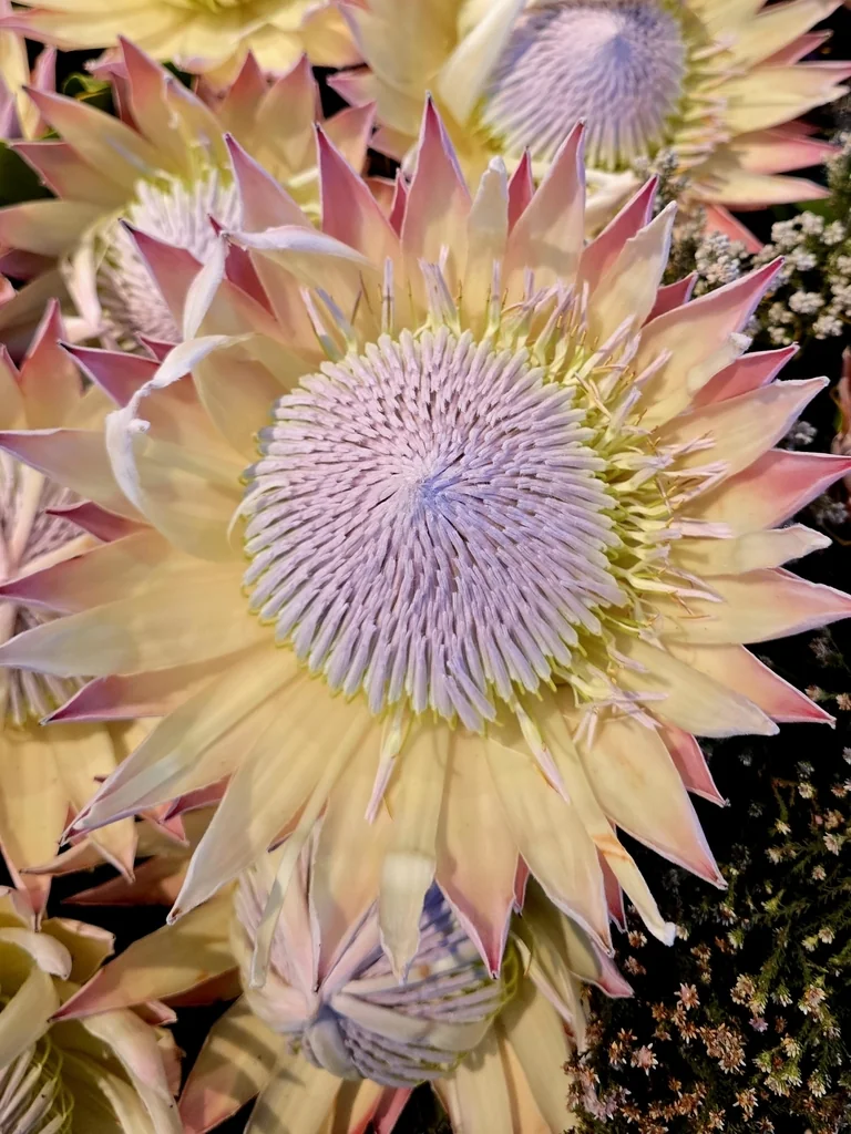 Protea Cynaroides