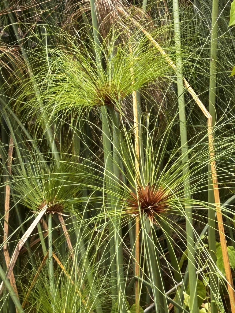 Cyperus Papyrus
