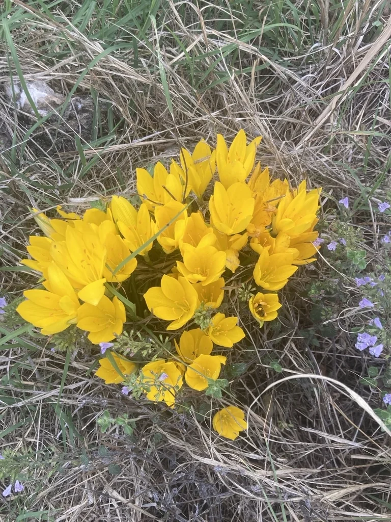 Sternbergia lutea