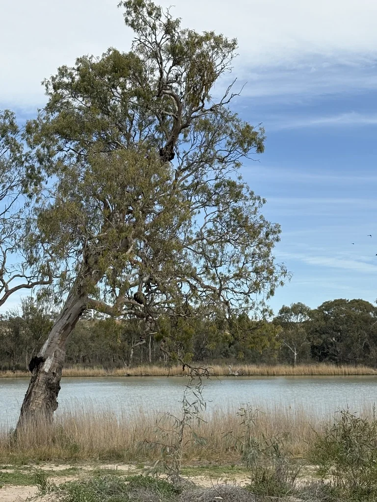 Eucalyptus Camaldulensis