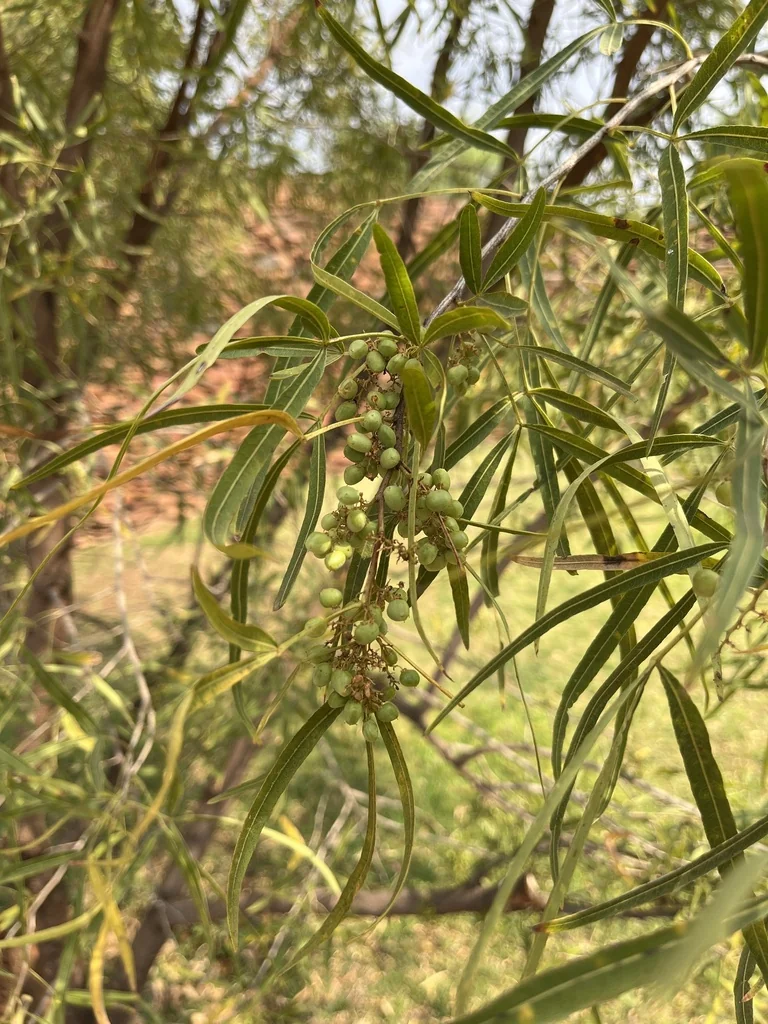 Rhus Lancea