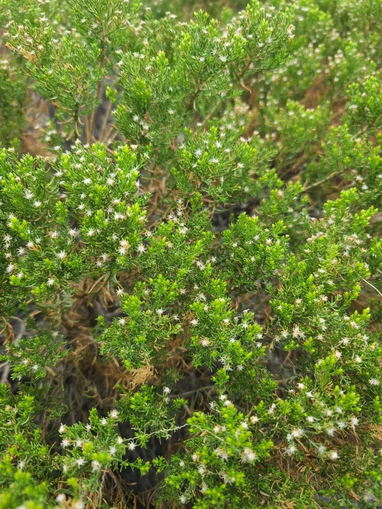 Ericameria Laricifolia