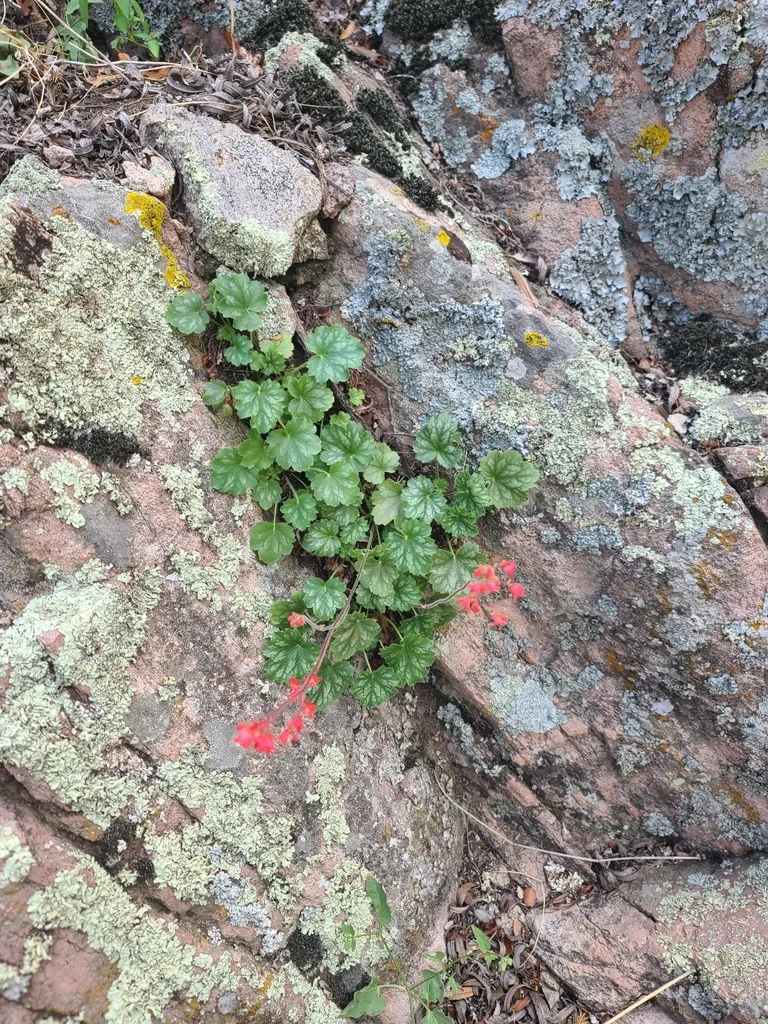 Heuchera Sanguinea