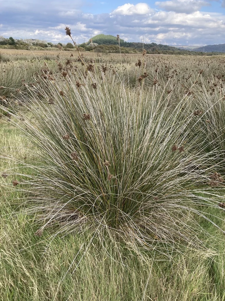 Juncus Acutus