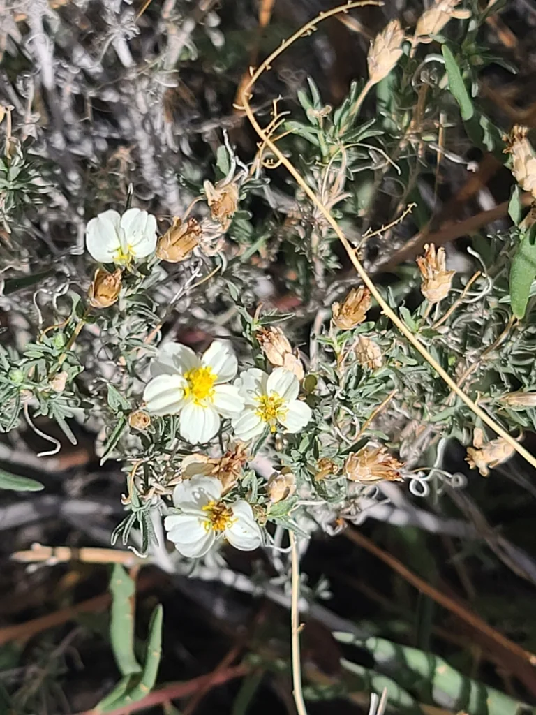 Zinnia Acerosa