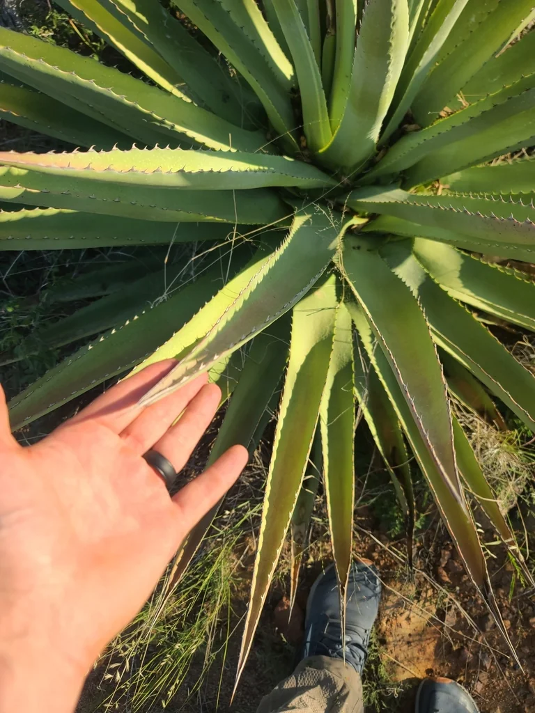 Agave Palmeri