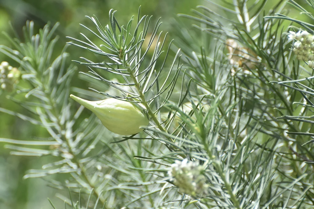 Asclepias Linaria
