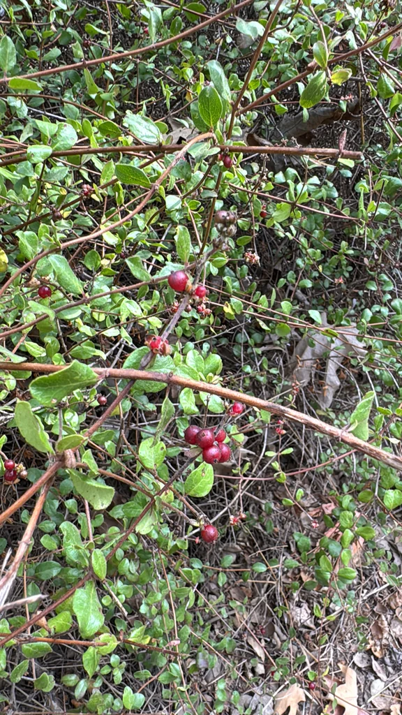 Lonicera Subspicata