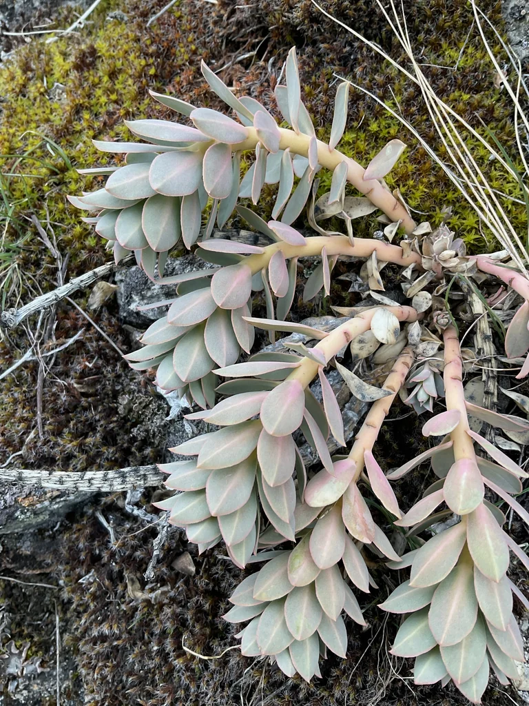 Euphorbia Myrsinites