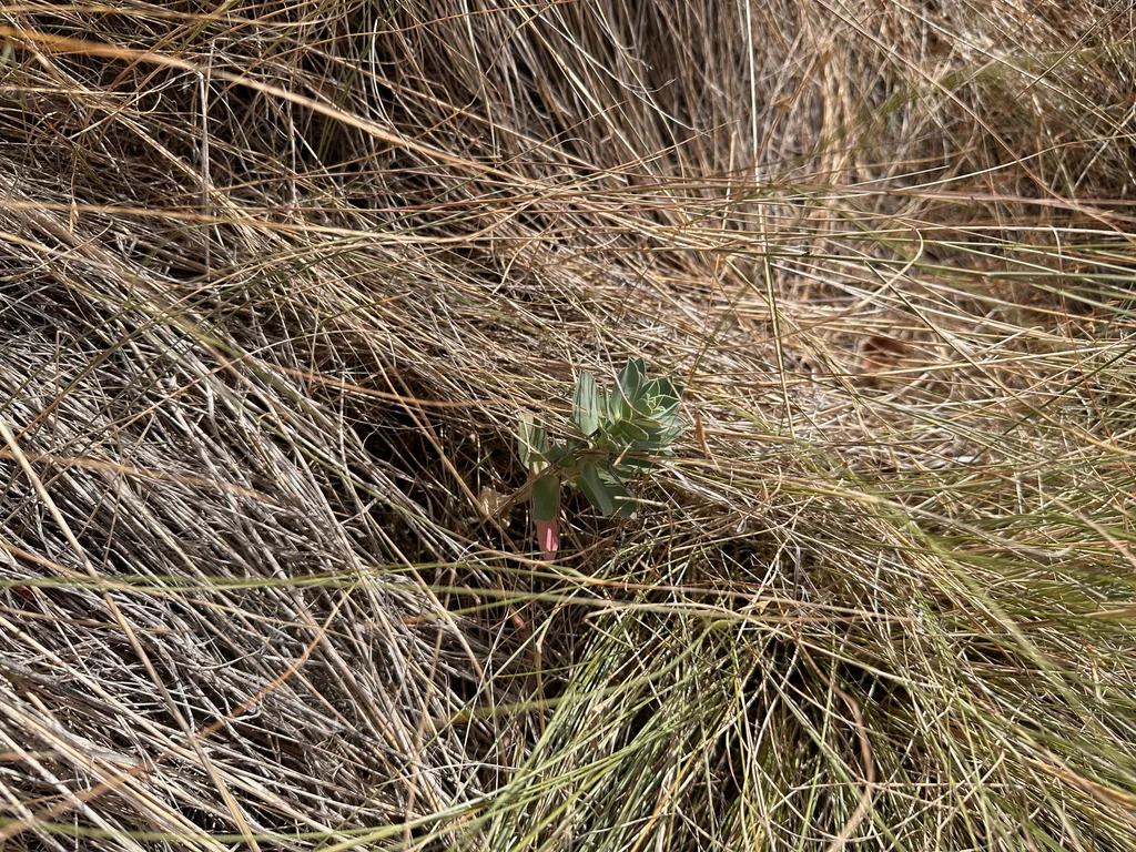Euphorbia Myrsinites