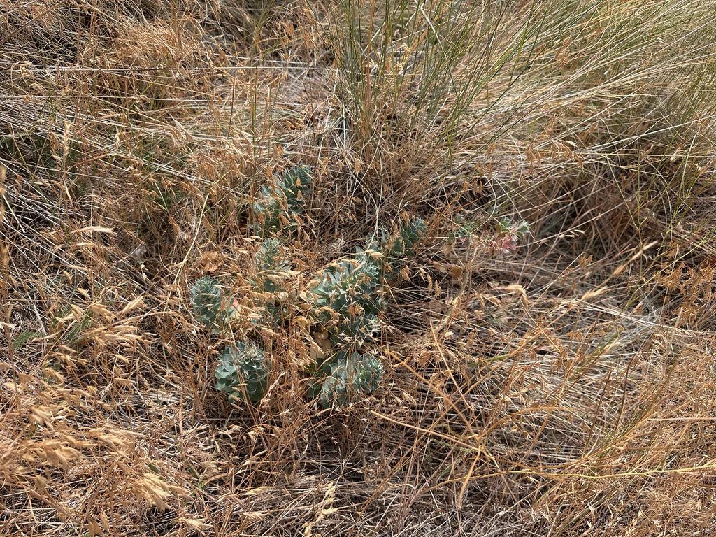 Euphorbia Myrsinites