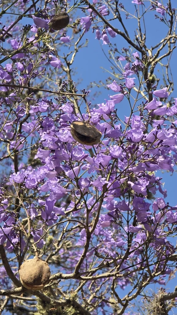 Jacaranda Mimosifolia