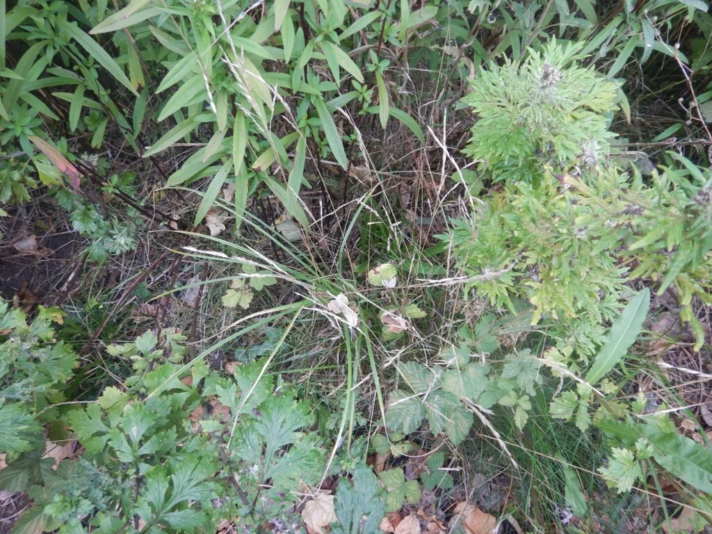 Festuca Rubra
