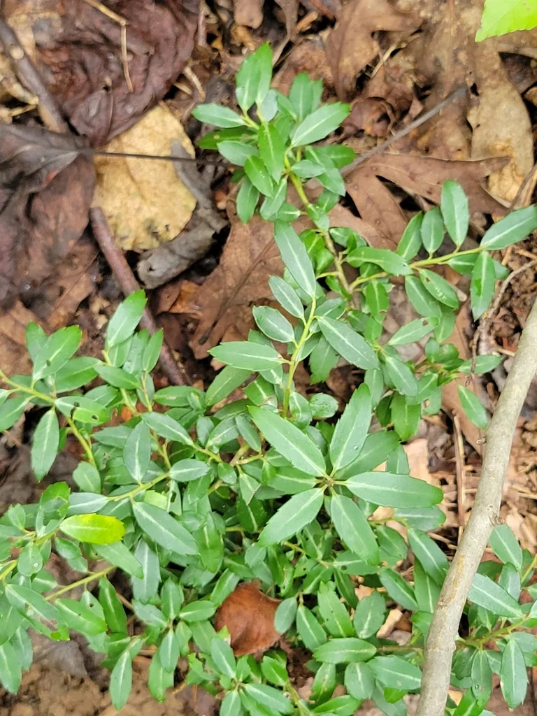 Ilex crenata
