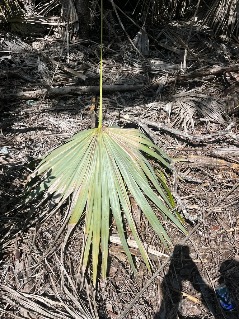 Leucothrinax Morrisii