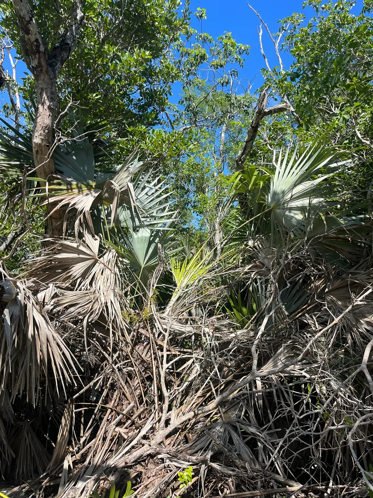 Leucothrinax Morrisii